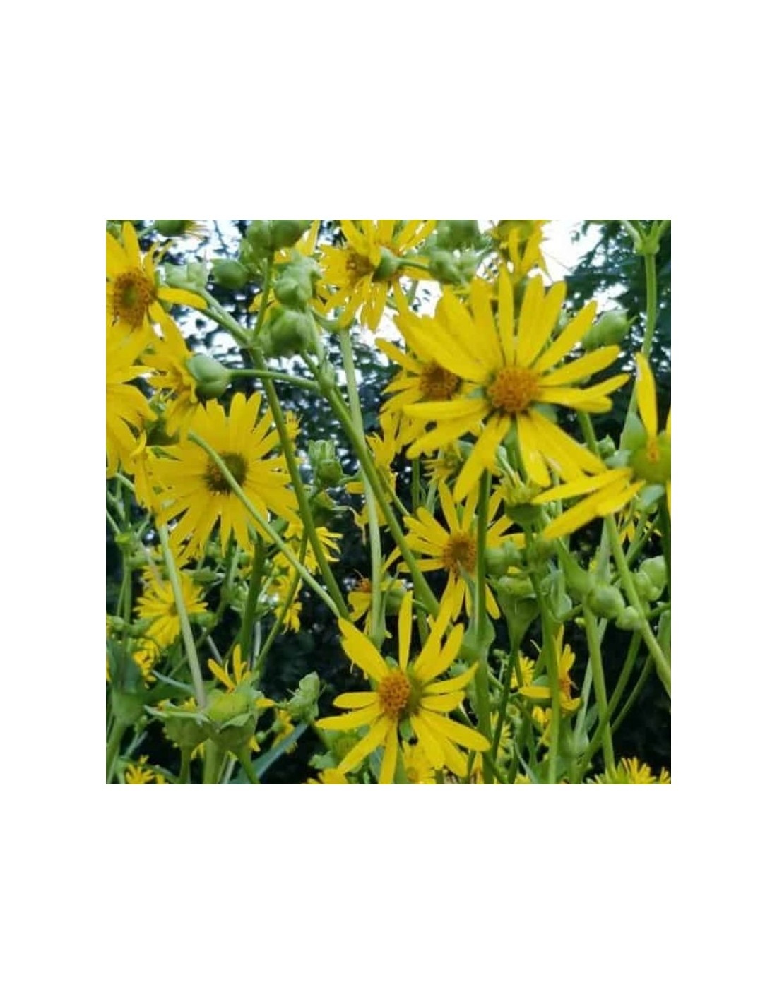 Graines De Silphie Perfoliée (Silphium Perfoliatum) – 1 Gramme, Plante Mellifère Vivace, Jaune, Jusqu'à 3m