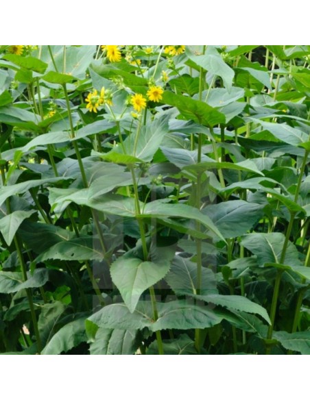 Silphium perfoliatum - Silphe perfolié - Silphie