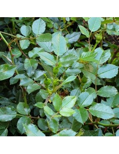 Rosier couvre sols Rote the fairy 2