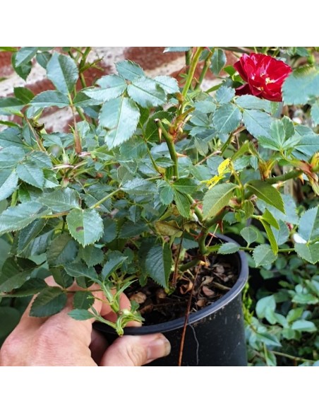 Rosier couvre sols Rote the fairy