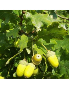 Chêne pédonculé - Quercus Robur 2