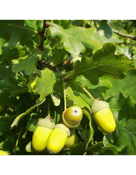 Chêne pédonculé - Quercus Robur