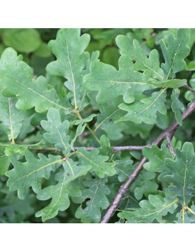 Chêne pédonculé - Quercus Robur