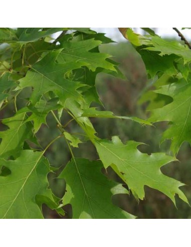 Chêne rouge d'Amérique - Quercus Rubra