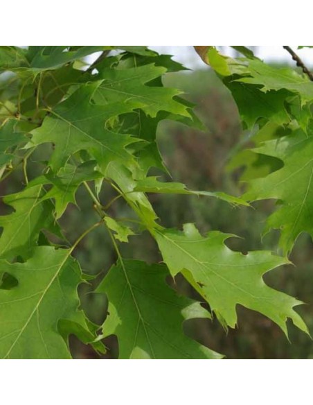 Chêne rouge d'Amérique - Quercus Rubra