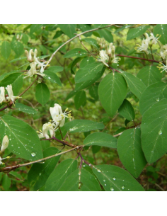 Chèvrefeuille des haies - Lonicera Xylosteum 2