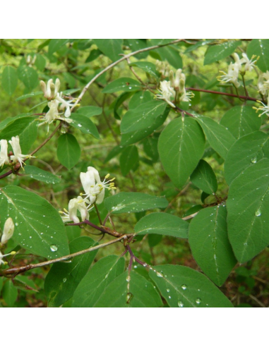 Chèvrefeuille des haies - Lonicera Xylosteum