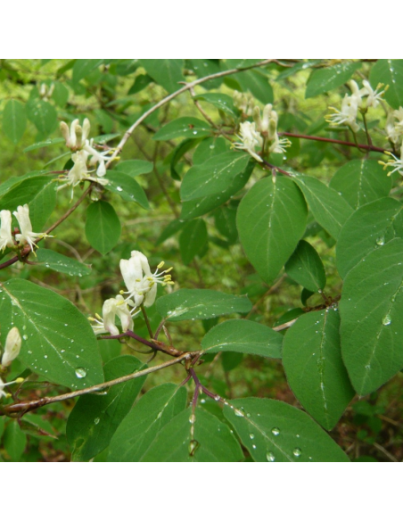 Chèvrefeuille des haies - Lonicera Xylosteum