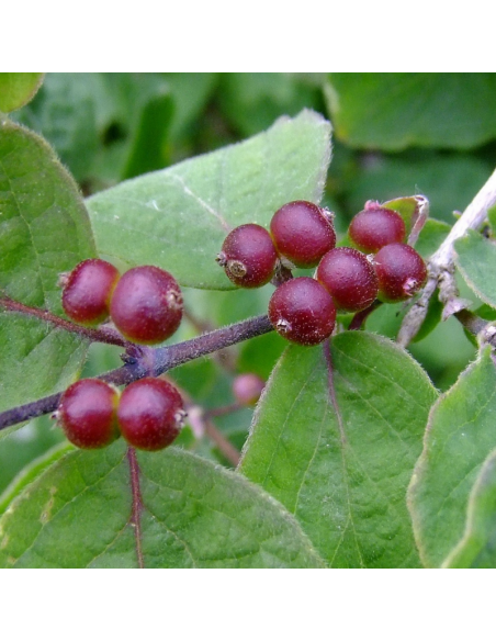 Chèvrefeuille des haies - Lonicera Xylosteum