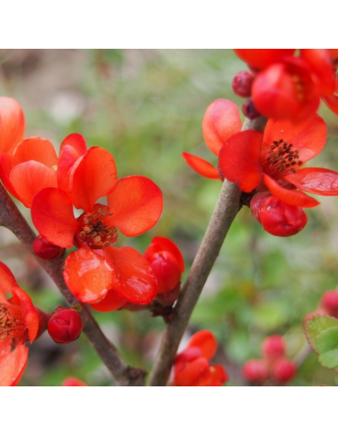Cognassier du Japon - Chaenomeles Japonica