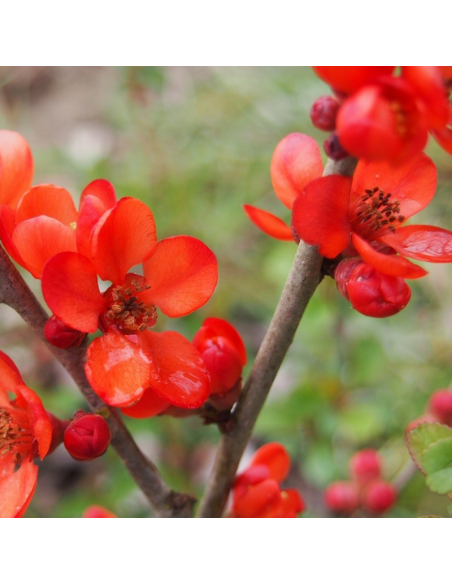 Cognassier du Japon - Chaenomeles Japonica