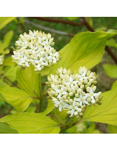 Cornouiller blanc - Cornus Alba 2