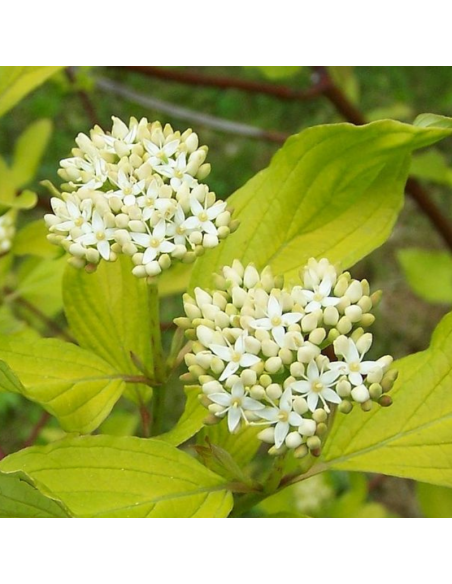 Cornouiller blanc - Cornus Alba