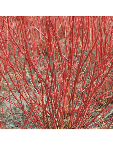Cornouiller blanc - Cornus Alba