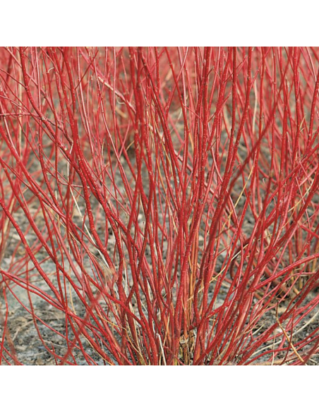Cornouiller blanc - Cornus Alba