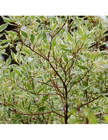 Cornouiller panaché - Cornus Alba Elegantissima