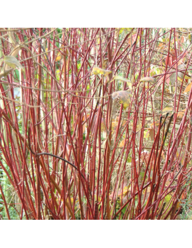 Cornouiller blanc Elegantissima - Racines nues