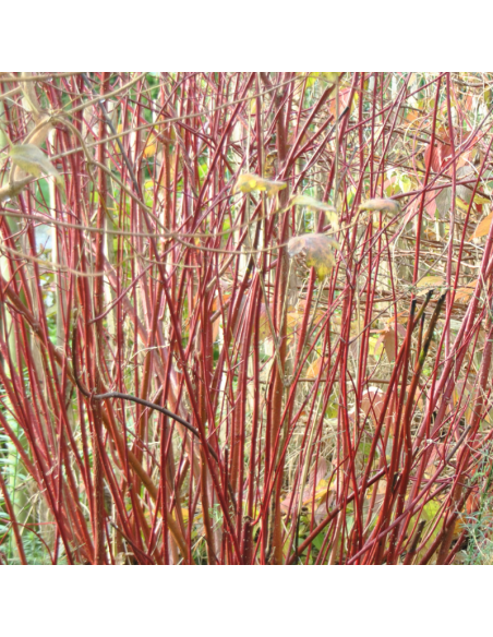 Cornouiller panaché - Cornus Alba Elegantissima
