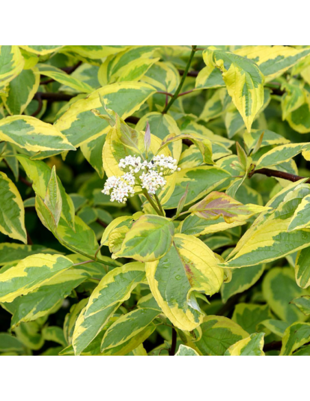 Cornouiller blanc Gouchaultii - Cornus Alba Gouchaultii