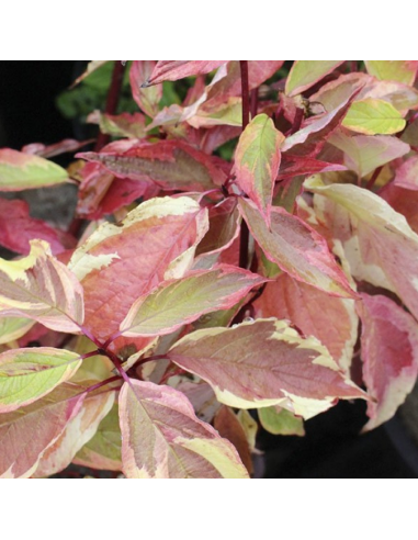 Cornouiller blanc Gouchaultii - Cornus Alba...