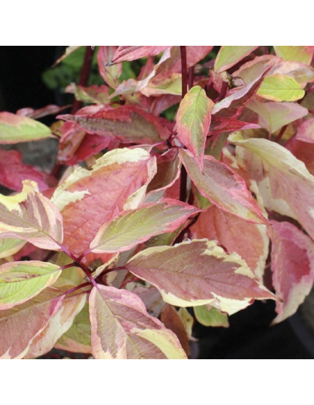 Cornouiller blanc Gouchaultii - Cornus Alba Gouchaultii