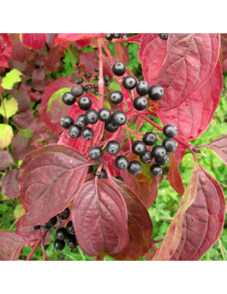 Cornouiller sanguin - Cornus Sanguinea