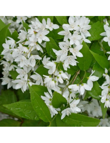 Deutzie Grêle - Deutzia gracilis