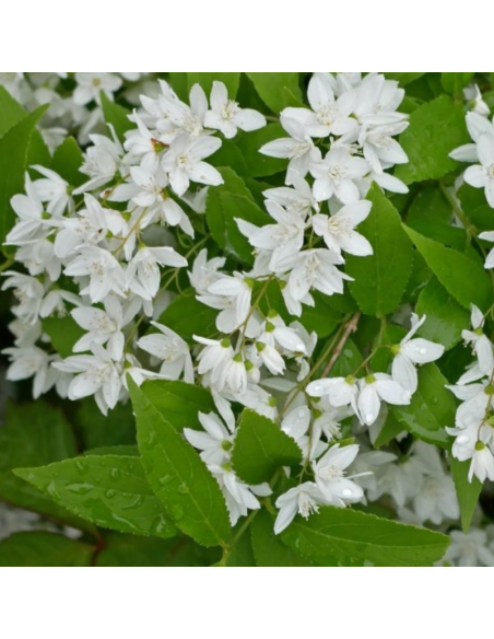 Deutzia gracilis
