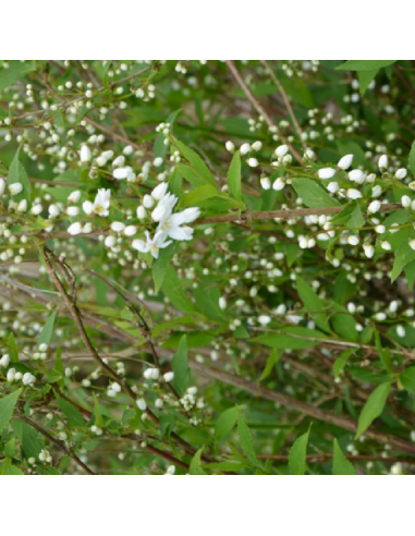 Deutzie Grêle - Deutzia gracilis