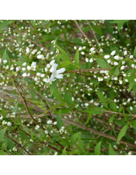 Deutzie Grêle - Deutzia gracilis
