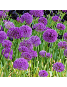 Buble Ail d'ornement Purple sensation