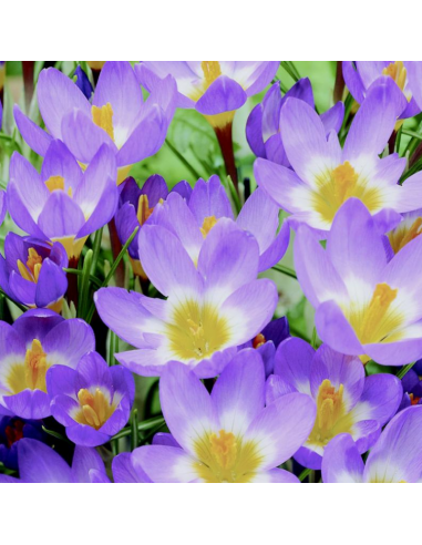 Crocus Sieberi Tricolor*25