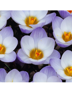Crocus Blue Pearl*25