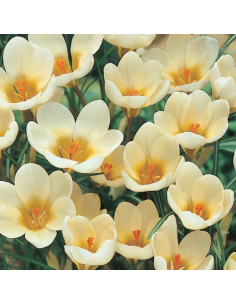 Crocus Cream Beauty*25