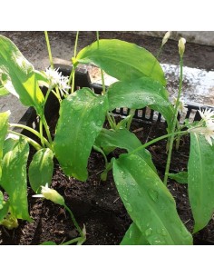 Bulbe Ail des ours - Allium ursinum 2