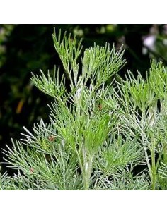 Armoise citronelle