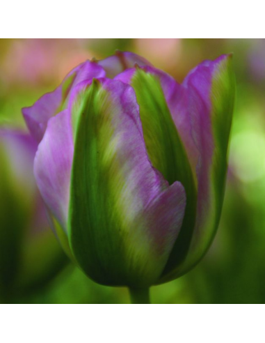 Tulipe viridiflora Groenland