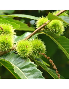 Châtaignier commun - Castanea Sativa 2