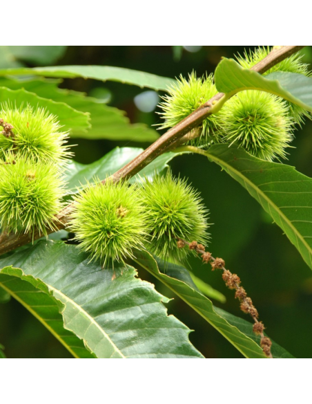 Châtaignier commun - Castanea Sativa