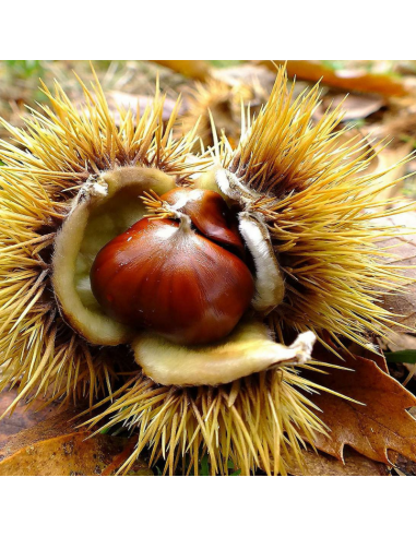 Châtaignier commun - Castanea Sativa