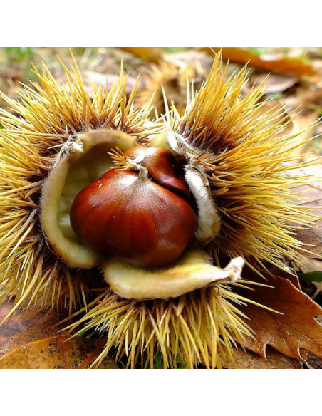 Châtaignier commun - Castanea Sativa