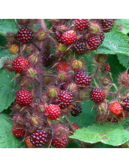 Raisin du Japon - Rubus phoenicolasius