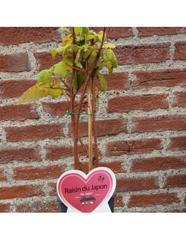 Raisin du Japon - Rubus phoenicolasius