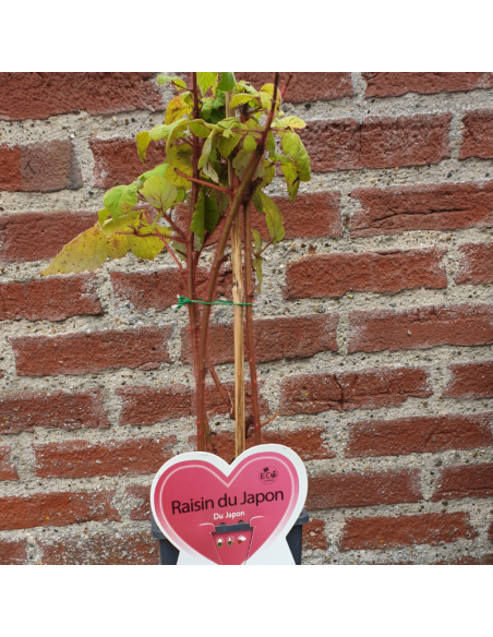 Raisin du Japon - Rubus phoenicolasius