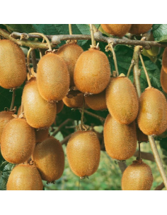 Kiwi autofertile Jenny - Actinidia Deliciosa