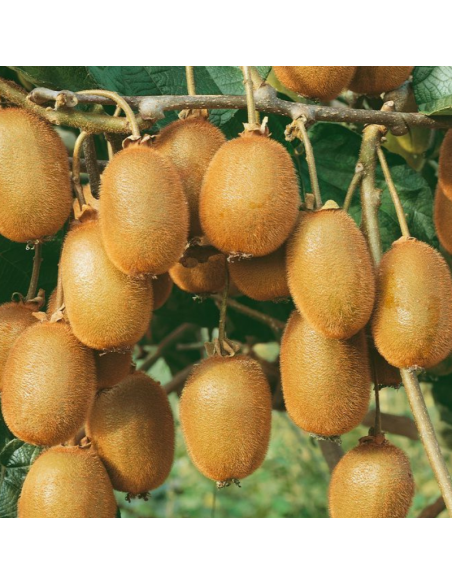 Kiwi autofertile Jenny - Actinidia Deliciosa