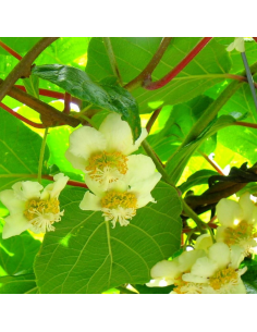 Kiwi autofertile Jenny - Actinidia Deliciosa 2