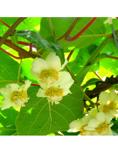 Kiwi autofertile Jenny - Actinidia Deliciosa
