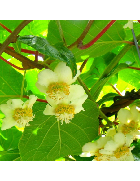 Kiwi autofertile Jenny - Actinidia Deliciosa
