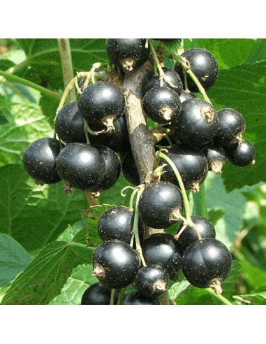 Cassissier Ben Nevis